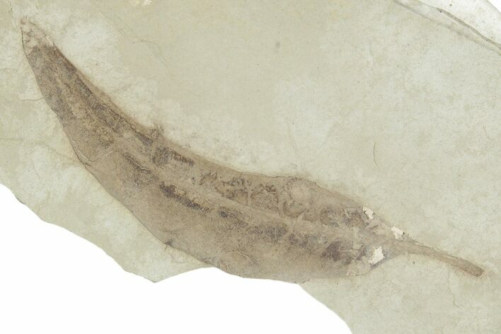 Eocene Fossil Leaf (Beilschmiedia) - Green River Formation, Utah #356138